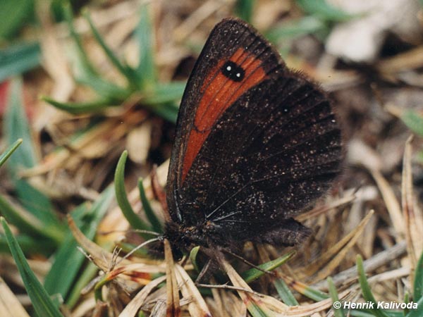Erebia (Hübner, 1804) Motýle Slovenskej republiky